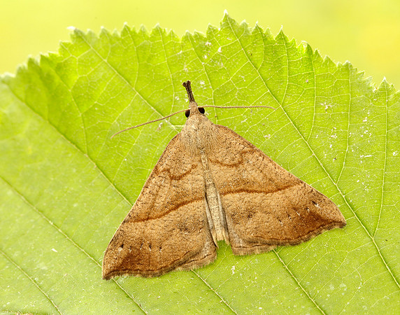 72.003 BF2477 Snout Hypena proboscidalis