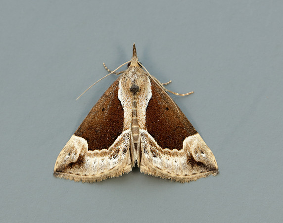 72.007 BF2476 Beautiful Snout Hypena crassalis