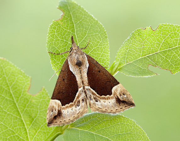 72.007 BF2476 Beautiful Snout Hypena crassalis