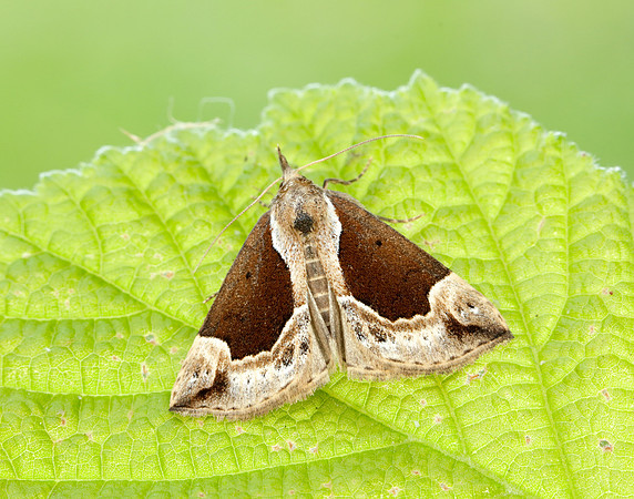 72.007 BF2476 Beautiful Snout Hypena crassalis