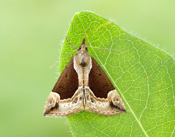 72.007 BF2476 Beautiful Snout Hypena crassalis
