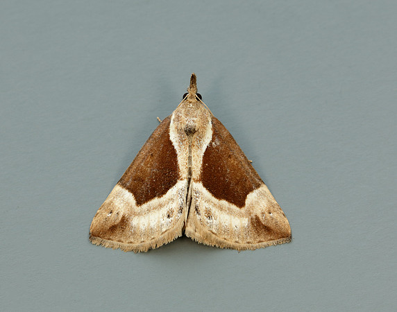 72.007 BF2476 Beautiful Snout Hypena crassalis