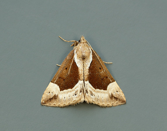 72.007 BF2476 Beautiful Snout Hypena crassalis