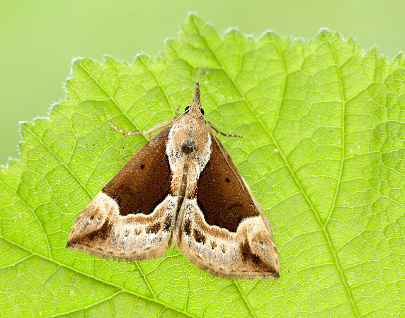72.007 BF2476 Beautiful Snout Hypena crassalis