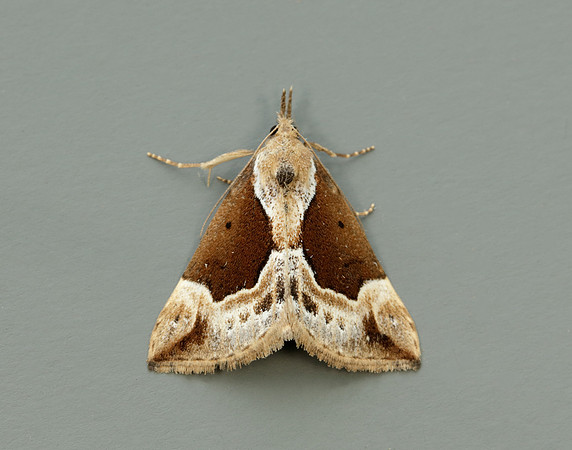 72.007 BF2476 Beautiful Snout Hypena crassalis