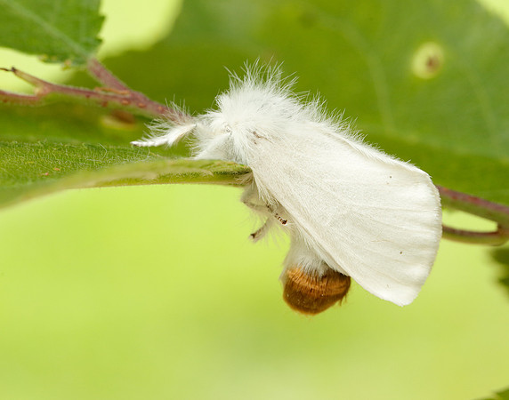 72.012 BF2029 Brown-tail Euproctis chrysorrhoea