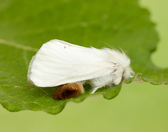 72.012 BF2029 Brown-tail Euproctis chrysorrhoea