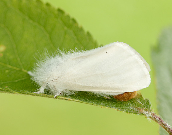 72.012 BF2029 Brown-tail Euproctis chrysorrhoea