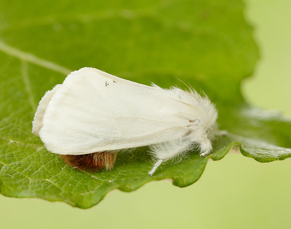 72.012 BF2029 Brown-tail Euproctis chrysorrhoea