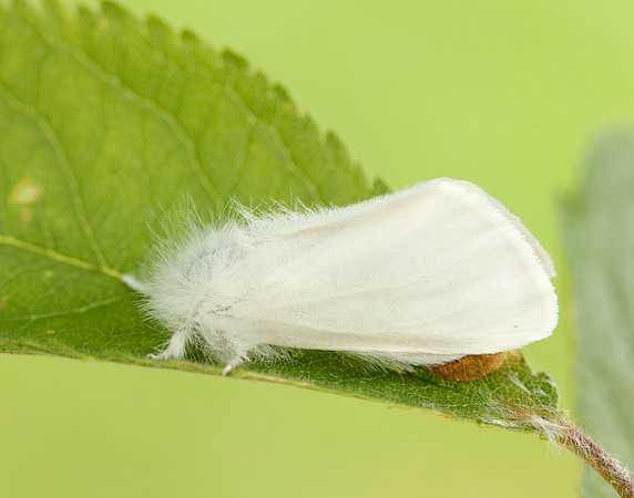 72.012 BF2029 Brown-tail Euproctis chrysorrhoea