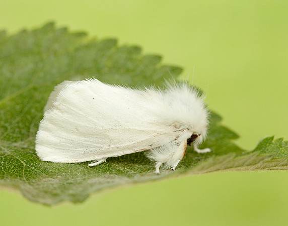 72.012 BF2029 Brown-tail Euproctis chrysorrhoea