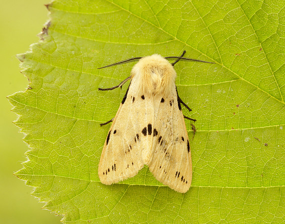 72.019 BF2061 Buff Ermine Spilosoma lutea