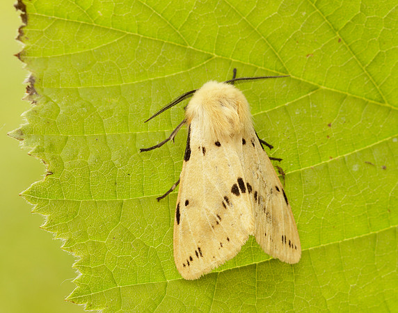 72.019 BF2061 Buff Ermine Spilosoma lutea
