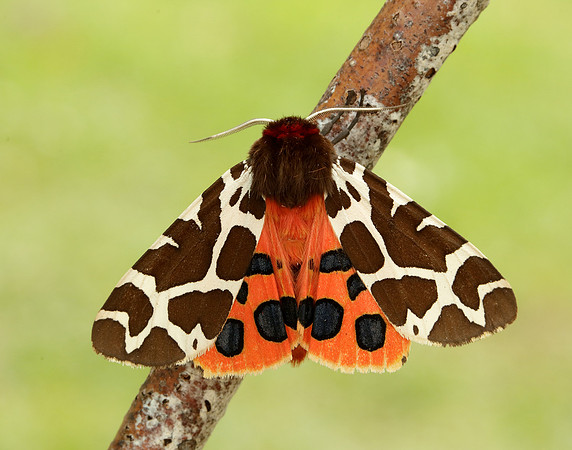 72.026 BF2057 Garden Tiger Arctia caja