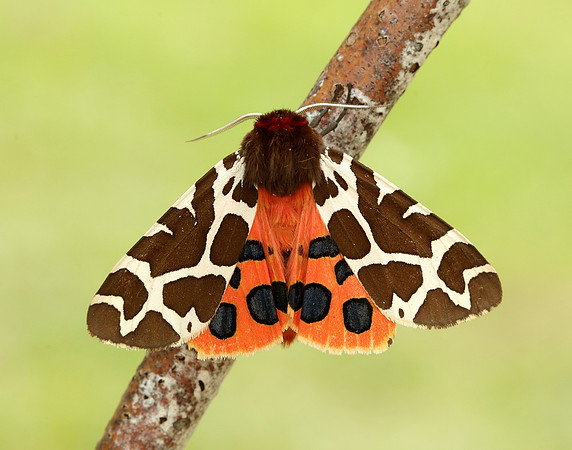 72.026 BF2057 Garden Tiger Arctia caja