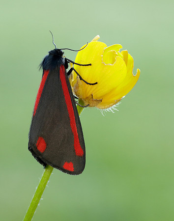 72.031 BF2069 Cinnabar Tyria jacobaeae