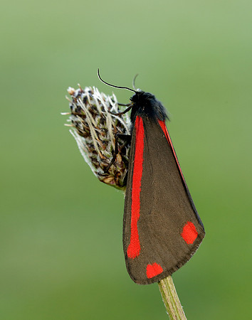 72.031 BF2069 Cinnabar Tyria jacobaeae