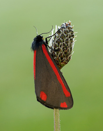 72.031 BF2069 Cinnabar Tyria jacobaeae