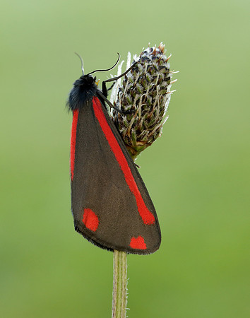 72.031 BF2069 Cinnabar Tyria jacobaeae