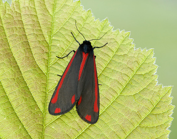 72.031 BF2069 Cinnabar Tyria jacobaeae