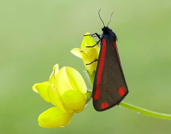 72.031 BF2069 Cinnabar Tyria jacobaeae