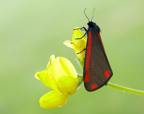72.031 BF2069 Cinnabar Tyria jacobaeae