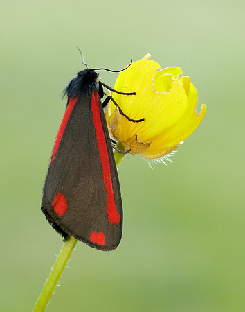 72.031 BF2069 Cinnabar Tyria jacobaeae