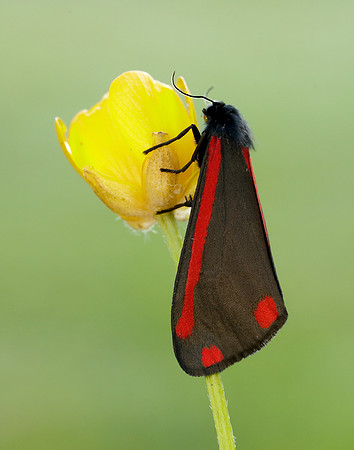 72.031 BF2069 Cinnabar Tyria jacobaeae