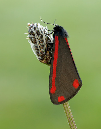 72.031 BF2069 Cinnabar Tyria jacobaeae
