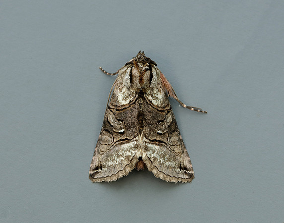 73.001 BF2450 Spectacle Abrostola tripartita