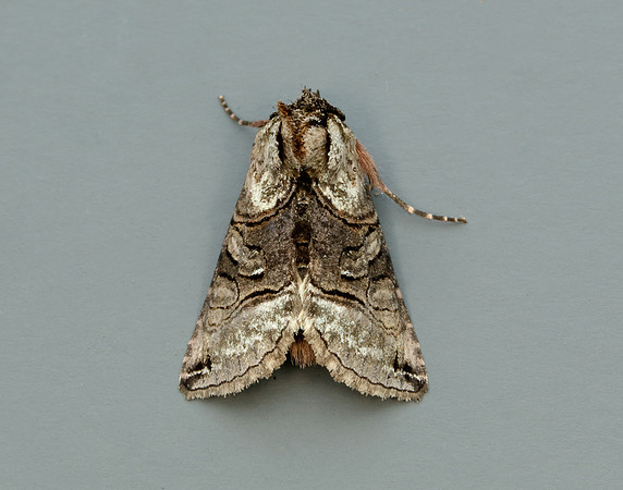 73.001 BF2450 Spectacle Abrostola tripartita