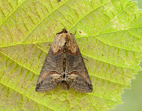 3.002 BF2449 Dark Spectacle Abrostola triplasia