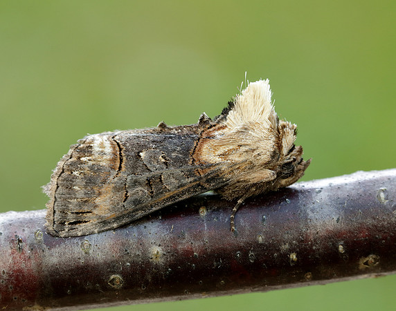 3.002 BF2449 Dark Spectacle Abrostola triplasia