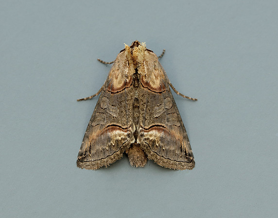 3.002 BF2449 Dark Spectacle Abrostola triplasia