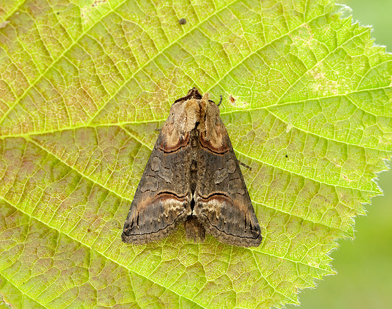 3.002 BF2449 Dark Spectacle Abrostola triplasia