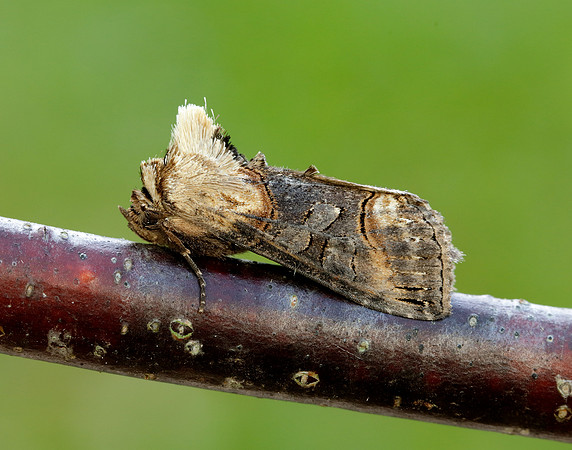 3.002 BF2449 Dark Spectacle Abrostola triplasia