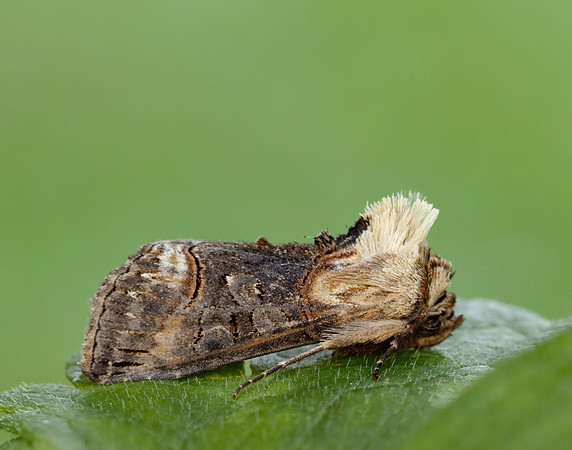 3.002 BF2449 Dark Spectacle Abrostola triplasia