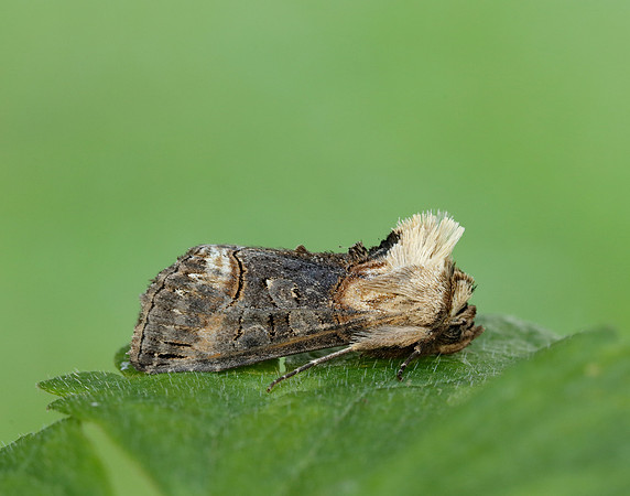 3.002 BF2449 Dark Spectacle Abrostola triplasia
