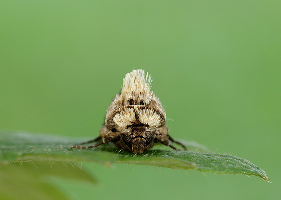 3.002 BF2449 Dark Spectacle Abrostola triplasia