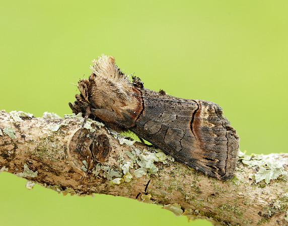 3.002 BF2449 Dark Spectacle Abrostola triplasia