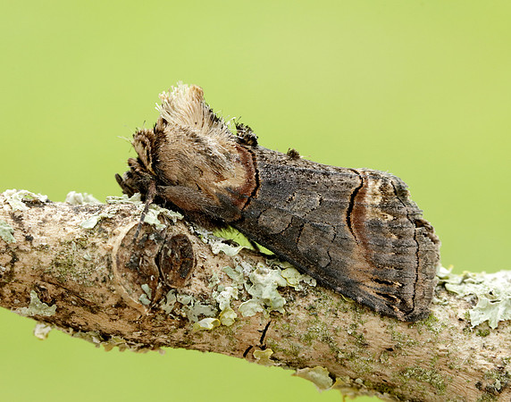 3.002 BF2449 Dark Spectacle Abrostola triplasia