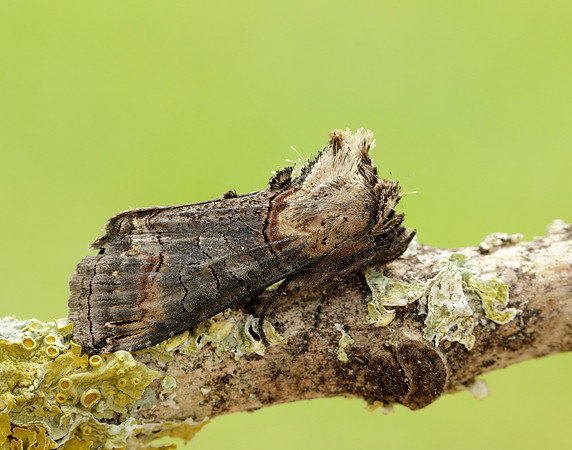 3.002 BF2449 Dark Spectacle Abrostola triplasia