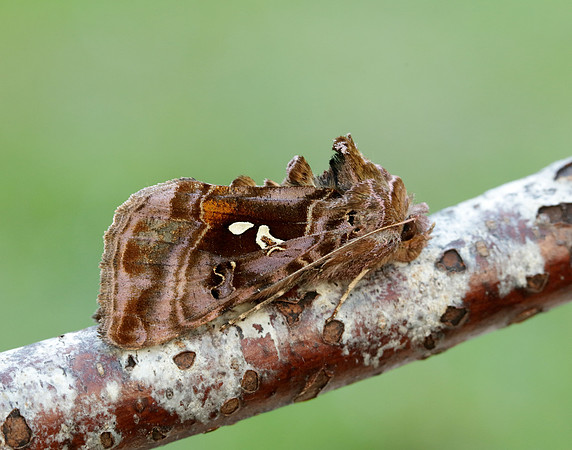 73.016 BF2442 Beautiful Golden Y Autographa pulchrina