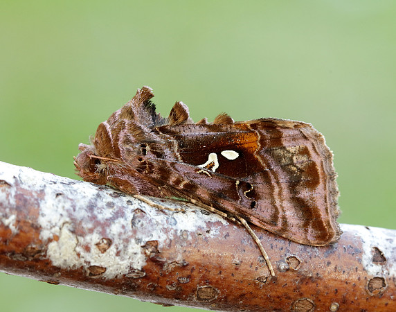 73.016 BF2442 Beautiful Golden Y Autographa pulchrina