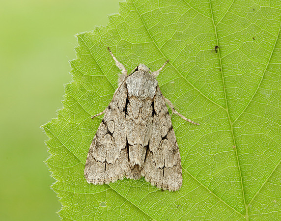 73.038 BF2284 Grey Dagger Acronicta psi