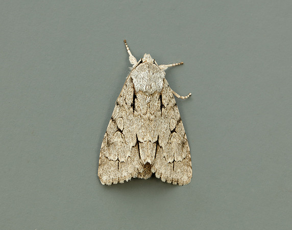 73.038 BF2284 Grey Dagger Acronicta psi