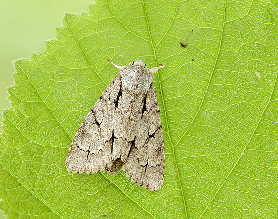 73.038 BF2284 Grey Dagger Acronicta psi