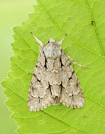 73.038 BF2284 Grey Dagger Acronicta psi