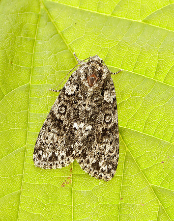 73.045 BF2289 Knot Grass Acronicta rumicis