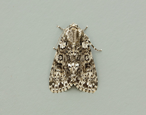 73.045 BF2289 Knot Grass Acronicta rumicis